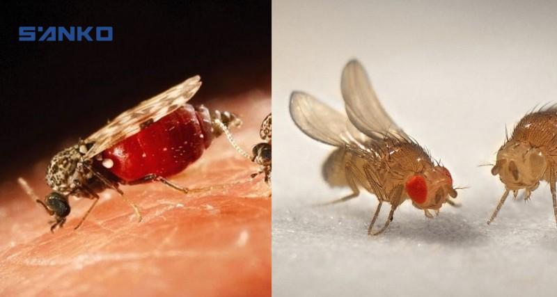 cách diệt dĩn trong bếp